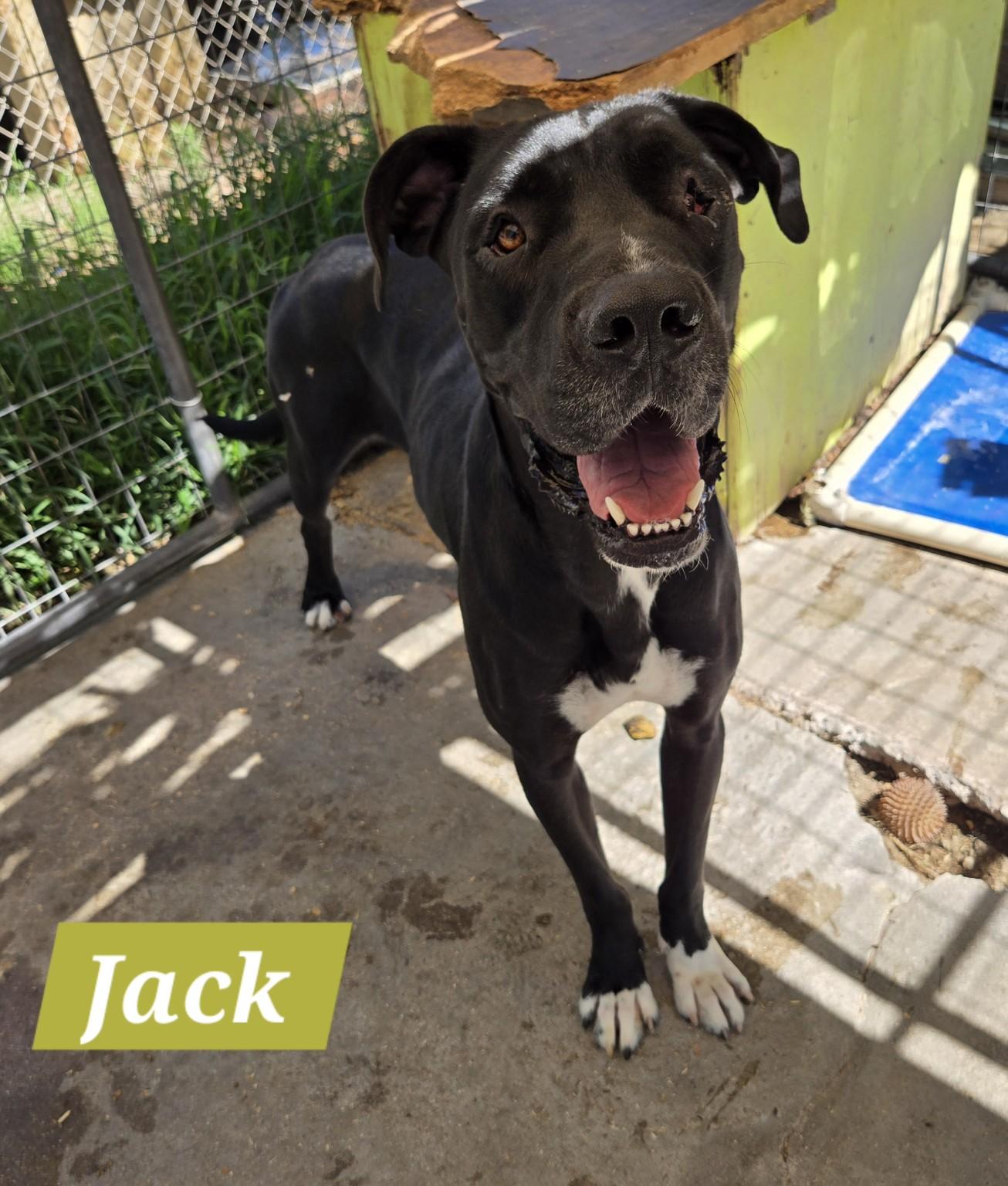 Enlarge Jack, a ADOPTABLE mixed breed in Nogales, AZ image 2/3