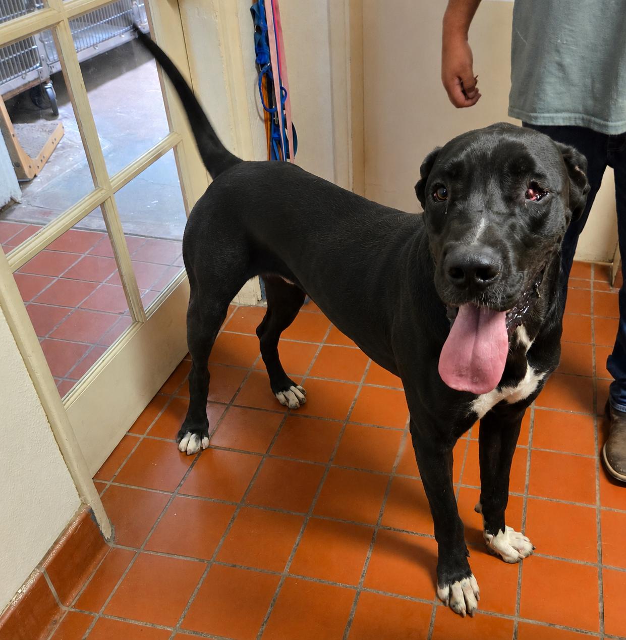Enlarge Jack, a ADOPTABLE mixed breed in Nogales, AZ image 3/3