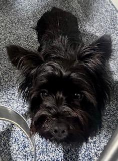 Enlarge Marcus, a ADOPTABLE mixed breed in Orlando, FL image 2/2