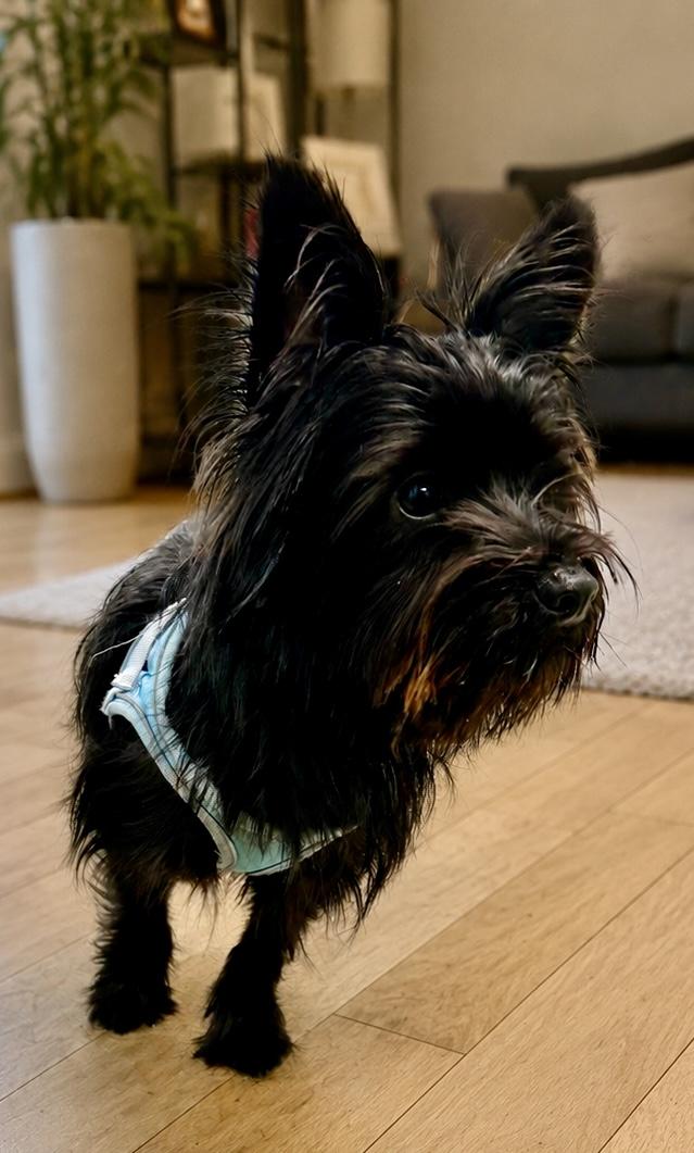 Marcus, ADOPTABLE, Young Male Yorkshire Terrier & Cairn Terrier.