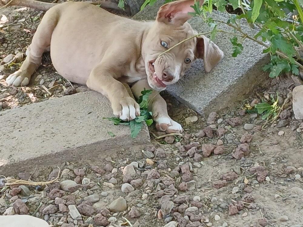 Fred, Adoptable, Puppy Male Pit Bull Terrier.