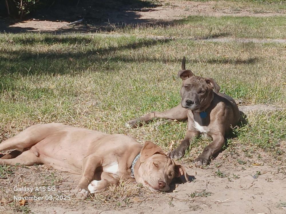 Enlarge Fred, a Adoptable mixed breed in Gig Harbor, WA image 2/5