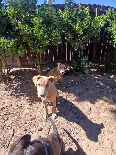 Enlarge Fred, a Adoptable mixed breed in Gig Harbor, WA image 3/5