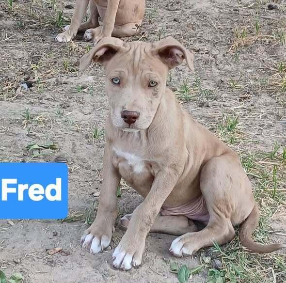 Enlarge Fred, a Adoptable mixed breed in Gig Harbor, WA image 4/5