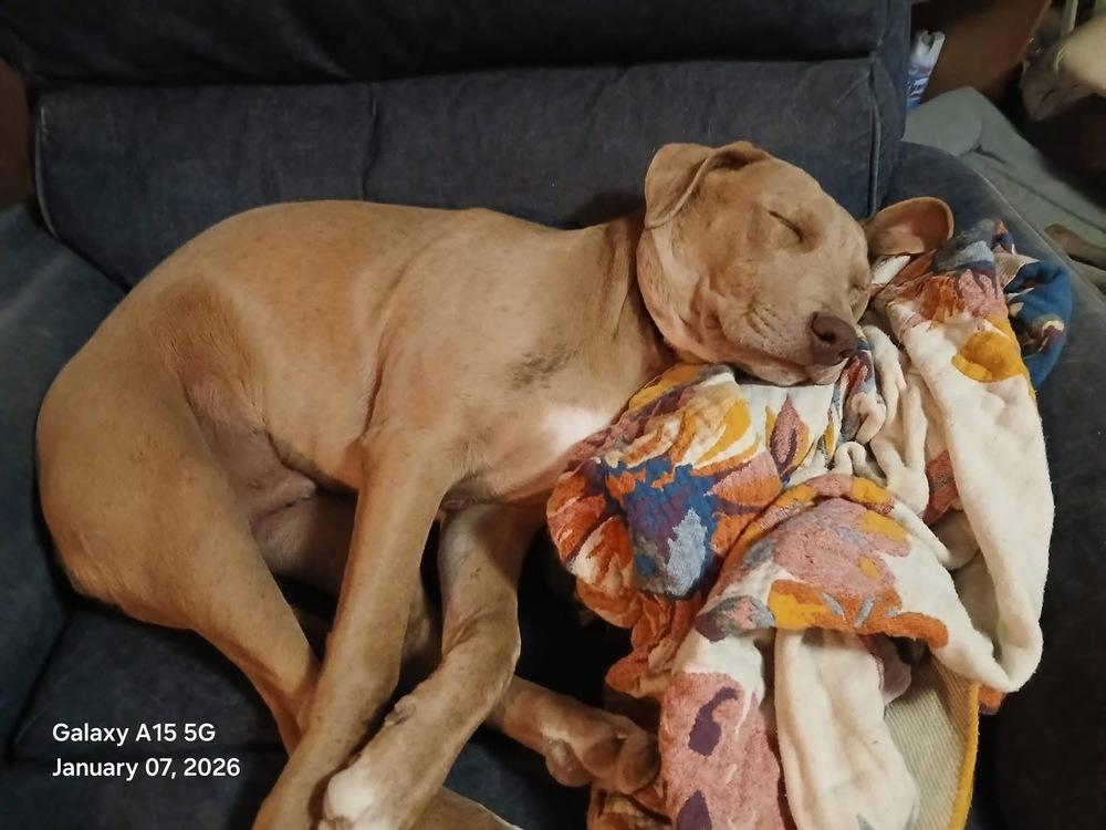 Fred, a Adoptable mixed breed in Gig Harbor, WA image 5/6