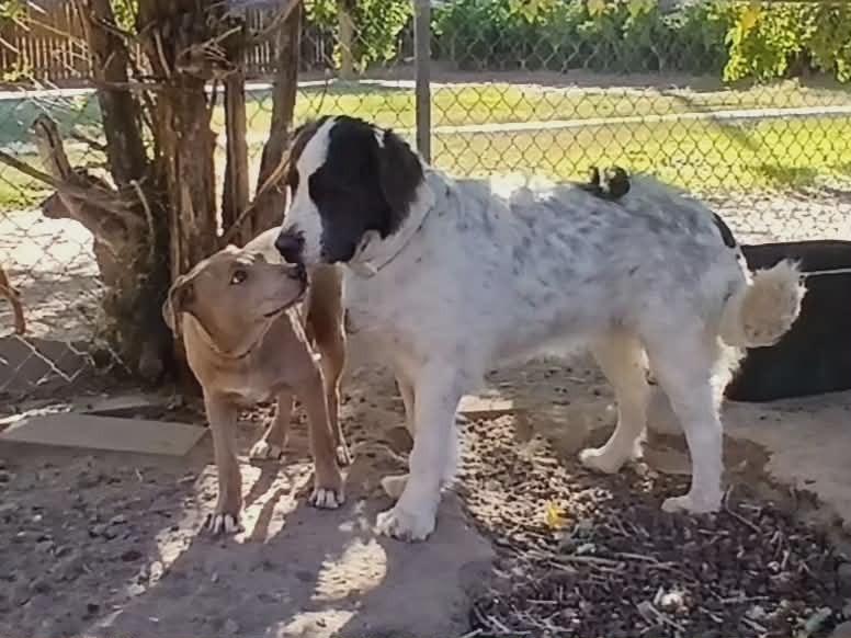 Enlarge Fred, a Adoptable mixed breed in Gig Harbor, WA image 5/5