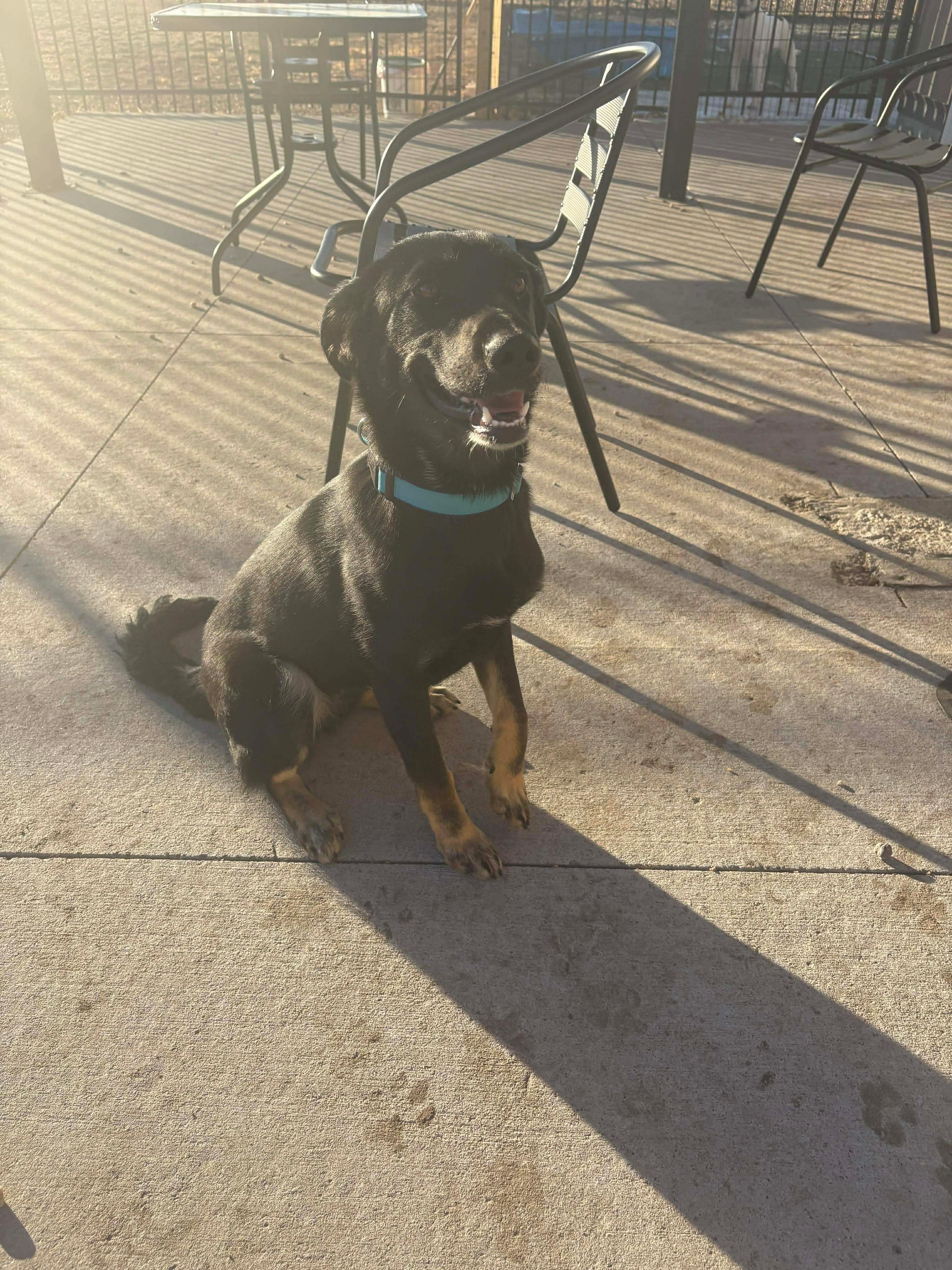 Enlarge Emma, a ADOPTABLE German Shepherd Dog in Seward, NE image 2/4