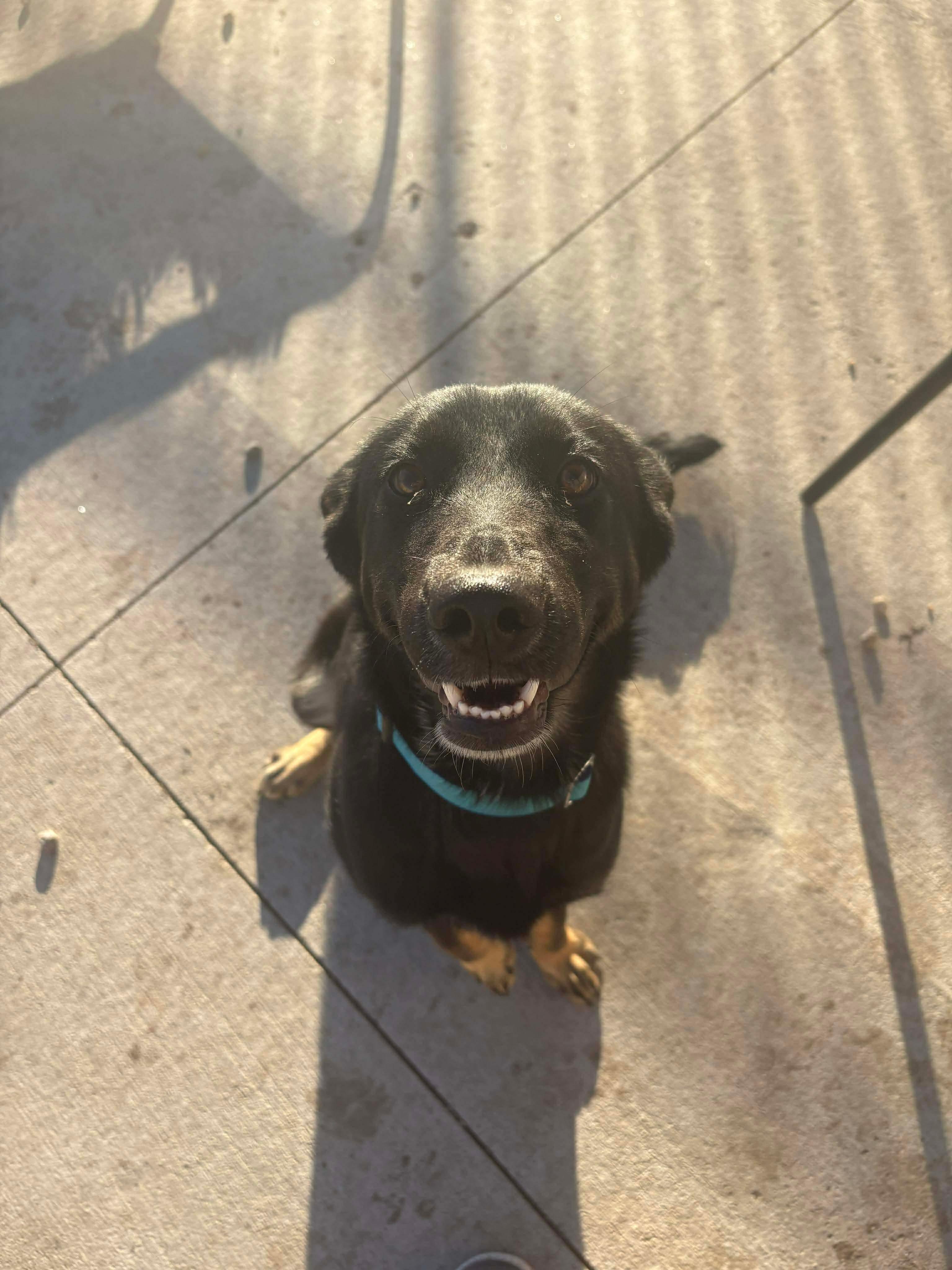 Enlarge Emma, a ADOPTABLE German Shepherd Dog in Seward, NE image 3/4