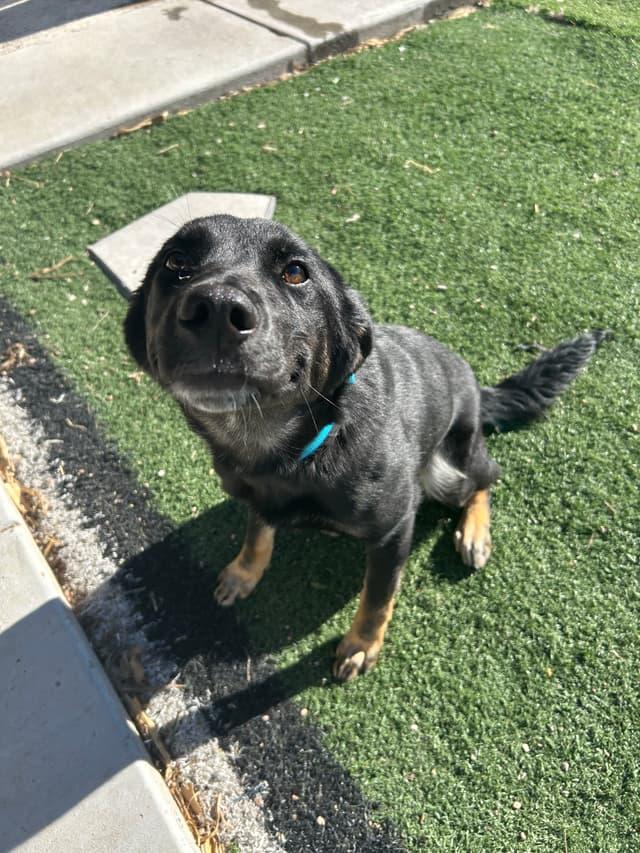 Enlarge Emma, a ADOPTABLE German Shepherd Dog in Seward, NE image 4/4