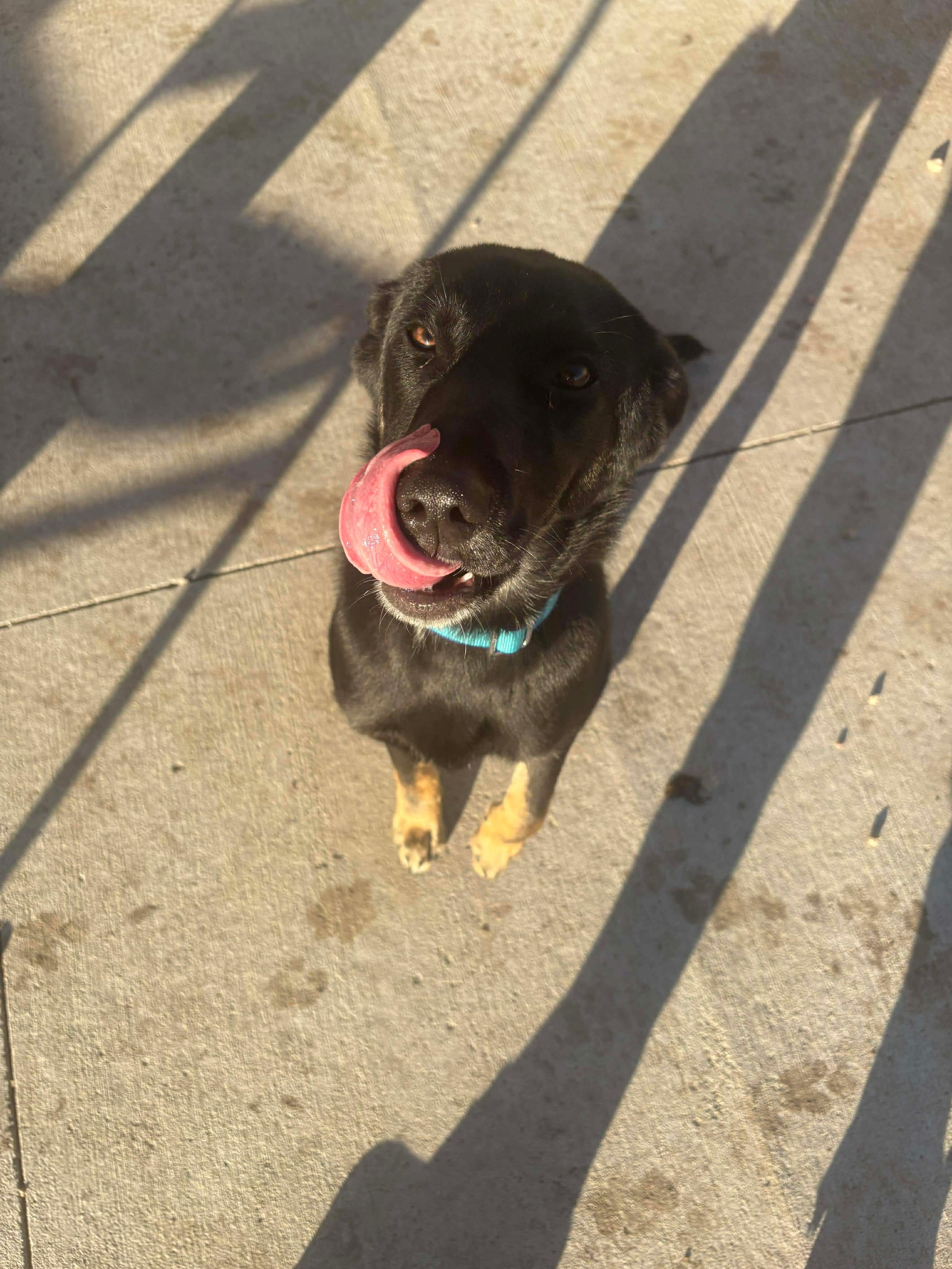 Emma, ADOPTABLE, Young Female German Shepherd Dog.