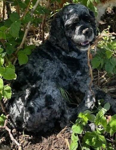 Enlarge Dexter U 26063, a Adoptable Cocker Spaniel in Parker, CO image 2/5