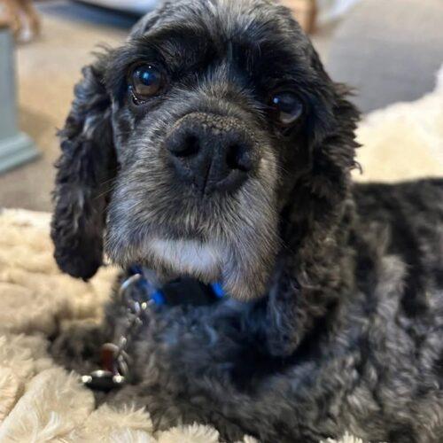 Enlarge Dexter U 26063, a Adoptable Cocker Spaniel in Parker, CO image 3/5