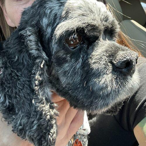Enlarge Dexter U 26063, a Adoptable Cocker Spaniel in Parker, CO image 4/5