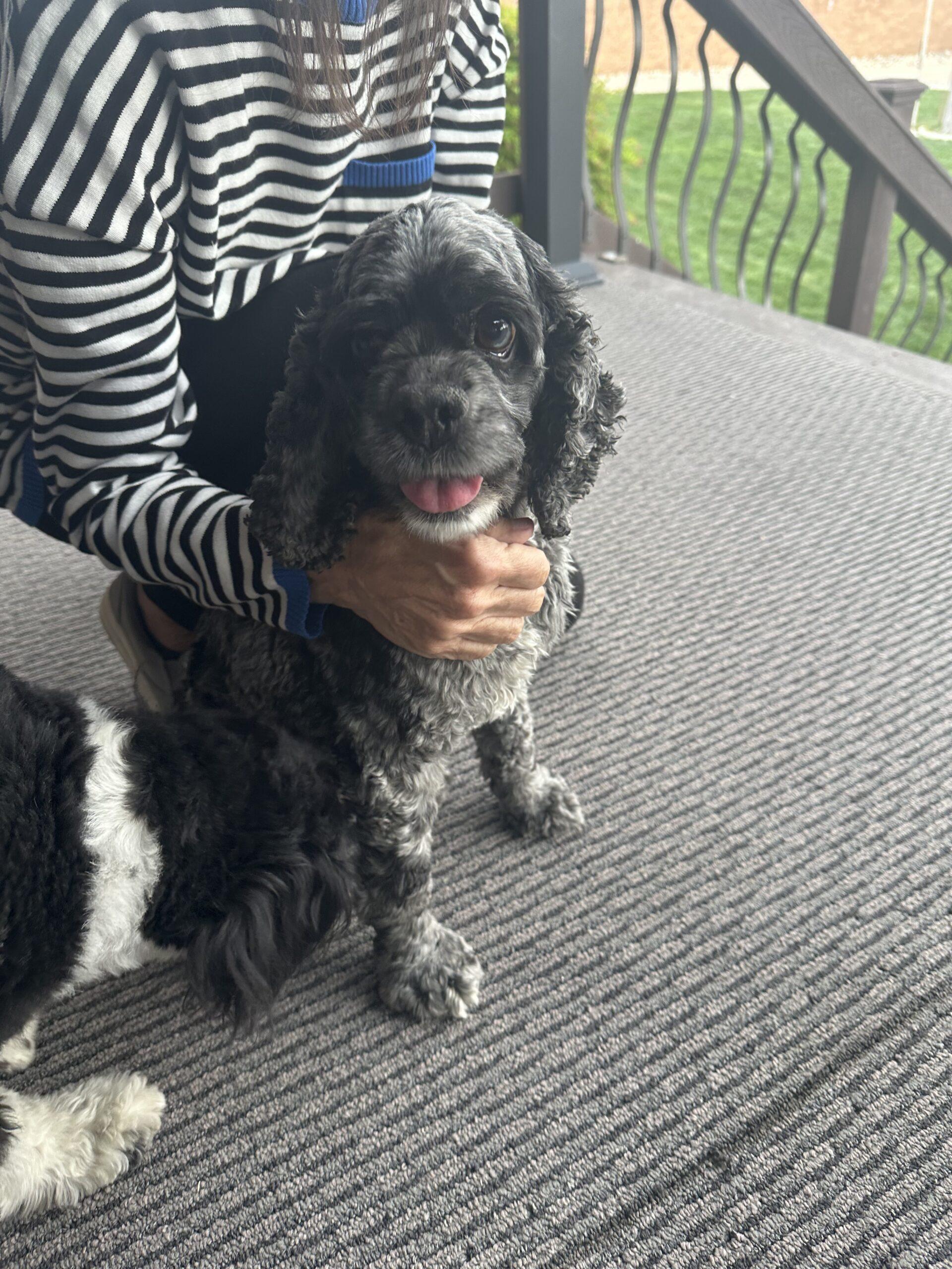 Enlarge Dexter U 26063, a Adoptable Cocker Spaniel in Parker, CO image 5/5