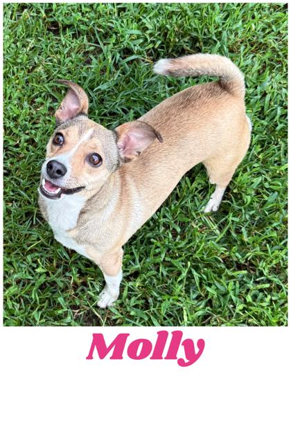 Molly photo