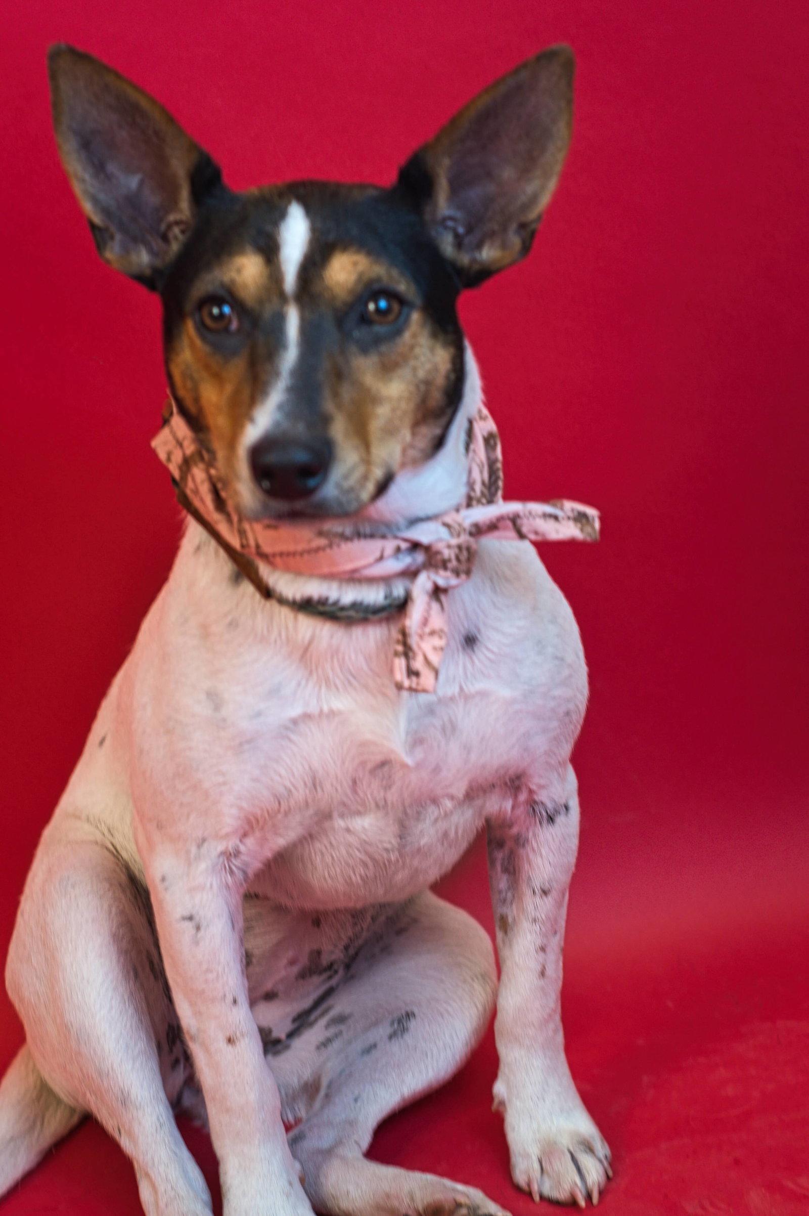 Enlarge Halle, a Adoptable mixed breed in Holly Springs, MS image 1/2