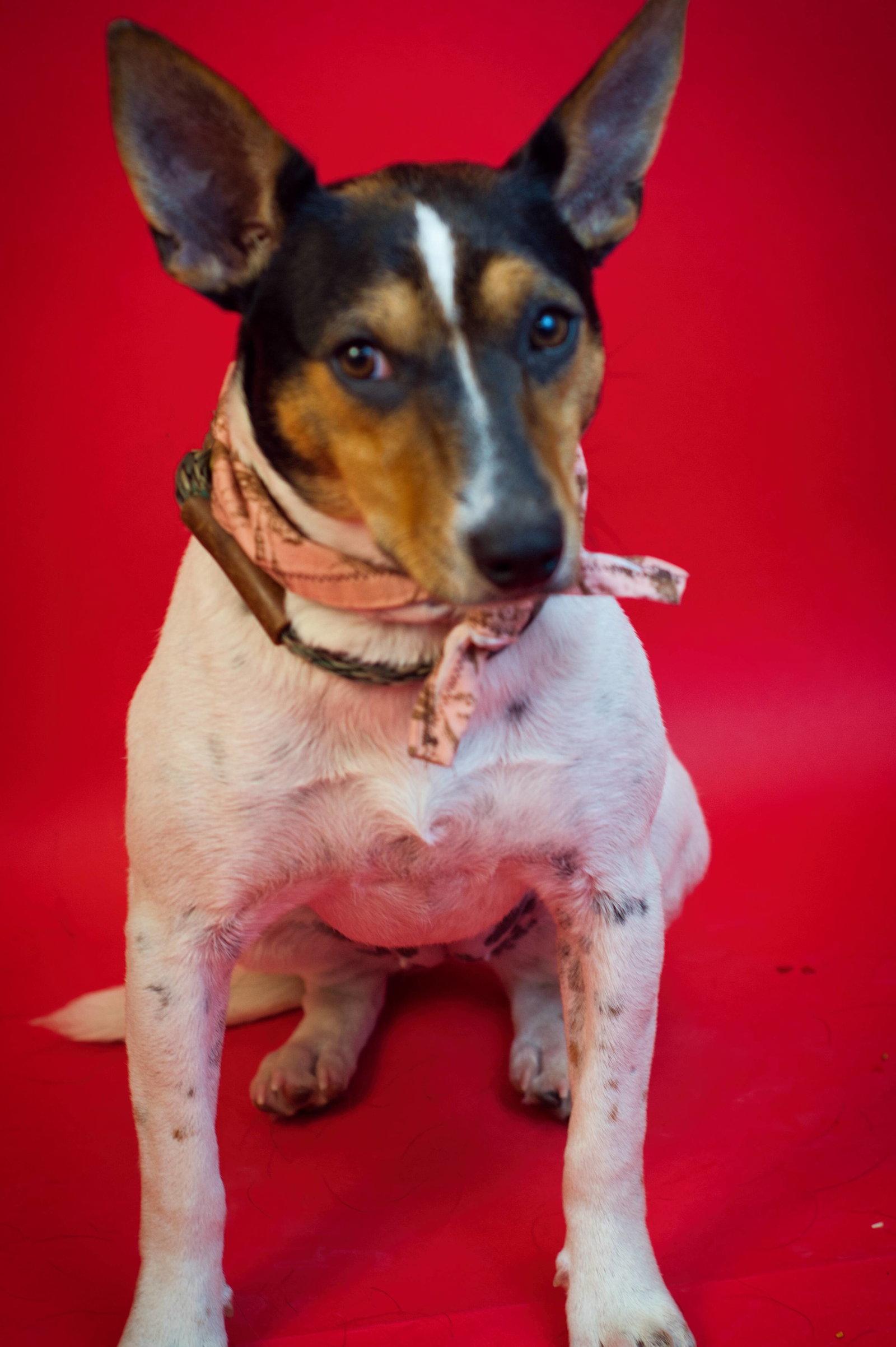 Enlarge Halle, a Adoptable mixed breed in Holly Springs, MS image 2/2
