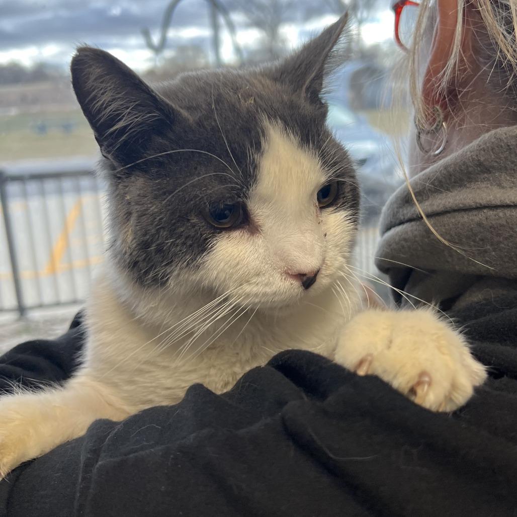 Enlarge Oddball, a ADOPTABLE Domestic Short Hair in Monticello, IA image 3/4