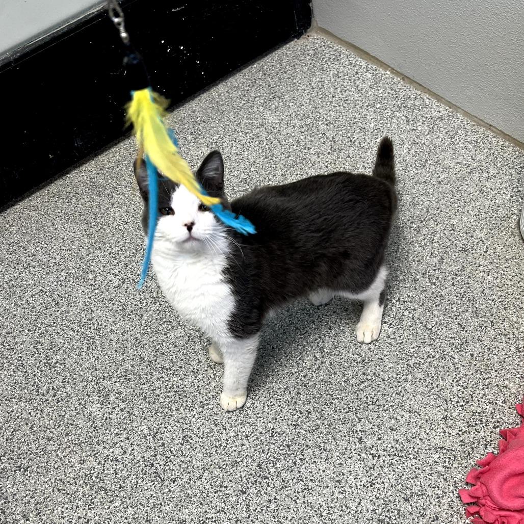 Oddball, ADOPTABLE, Adult Male Domestic Short Hair.