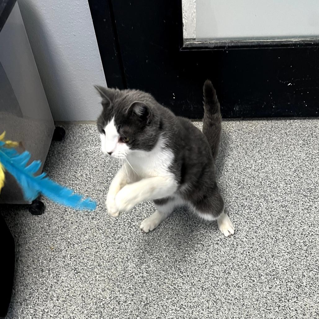 Enlarge Oddball, a ADOPTABLE Domestic Short Hair in Monticello, IA image 4/4