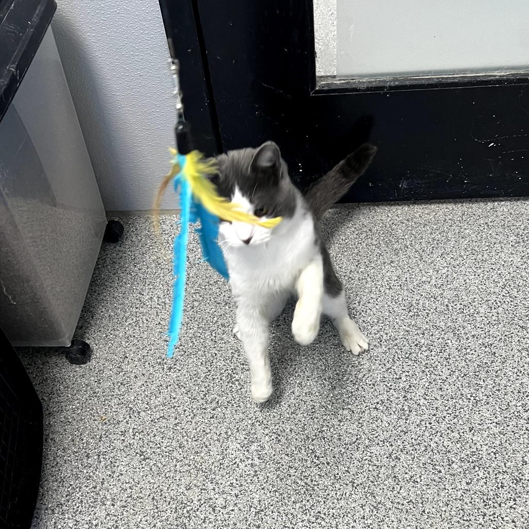 Enlarge Oddball, a ADOPTABLE Domestic Short Hair in Monticello, IA image 2/4