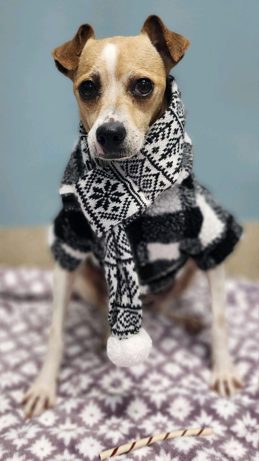 Missy, Adoptable, Adult Female Jack Russell Terrier.