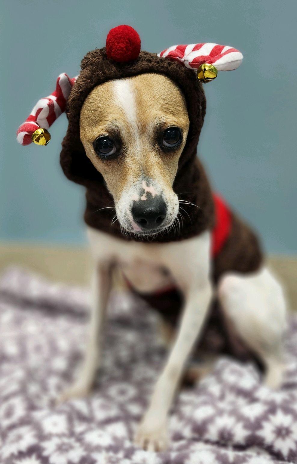 Enlarge Missy, a Hold Jack Russell Terrier in Durham, NC image 4/6