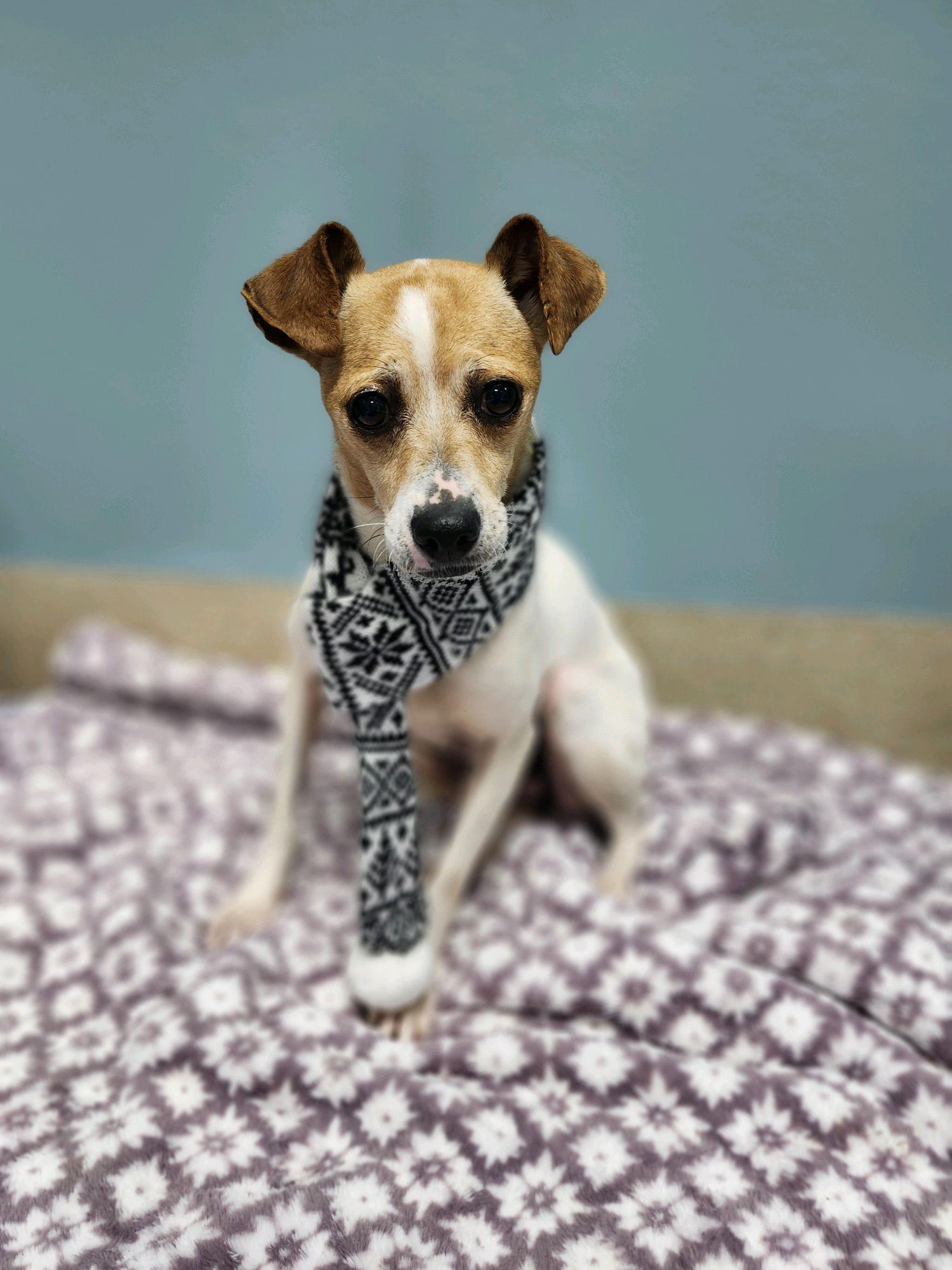 Enlarge Missy, a Hold Jack Russell Terrier in Durham, NC image 5/6