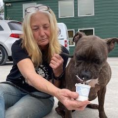 STELLA (049), Adoptable, Adult Female Pit Bull Terrier.