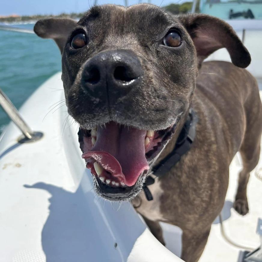 STELLA, Adoptable, Adult Female Pit Bull Terrier.