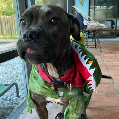 Enlarge STELLA, a Adoptable Pit Bull Terrier in Indiantown, FL image 1/6