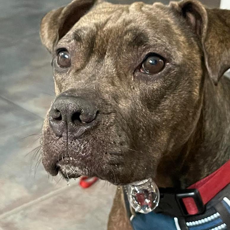 Enlarge STELLA, a Adoptable Pit Bull Terrier in Indiantown, FL image 2/6