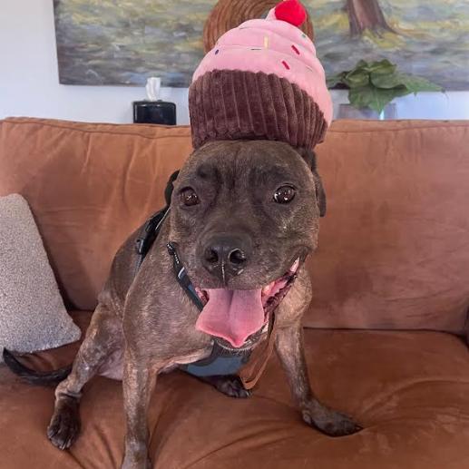 Enlarge STELLA, a Adoptable Pit Bull Terrier in Indiantown, FL image 3/6