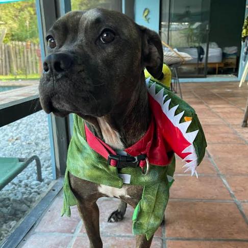 Enlarge STELLA, a Adoptable Pit Bull Terrier in Indiantown, FL image 4/6
