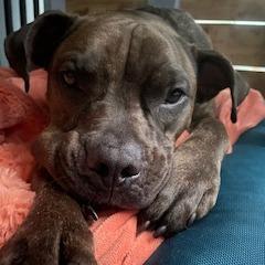 Enlarge STELLA, a Adoptable Pit Bull Terrier in Indiantown, FL image 5/6