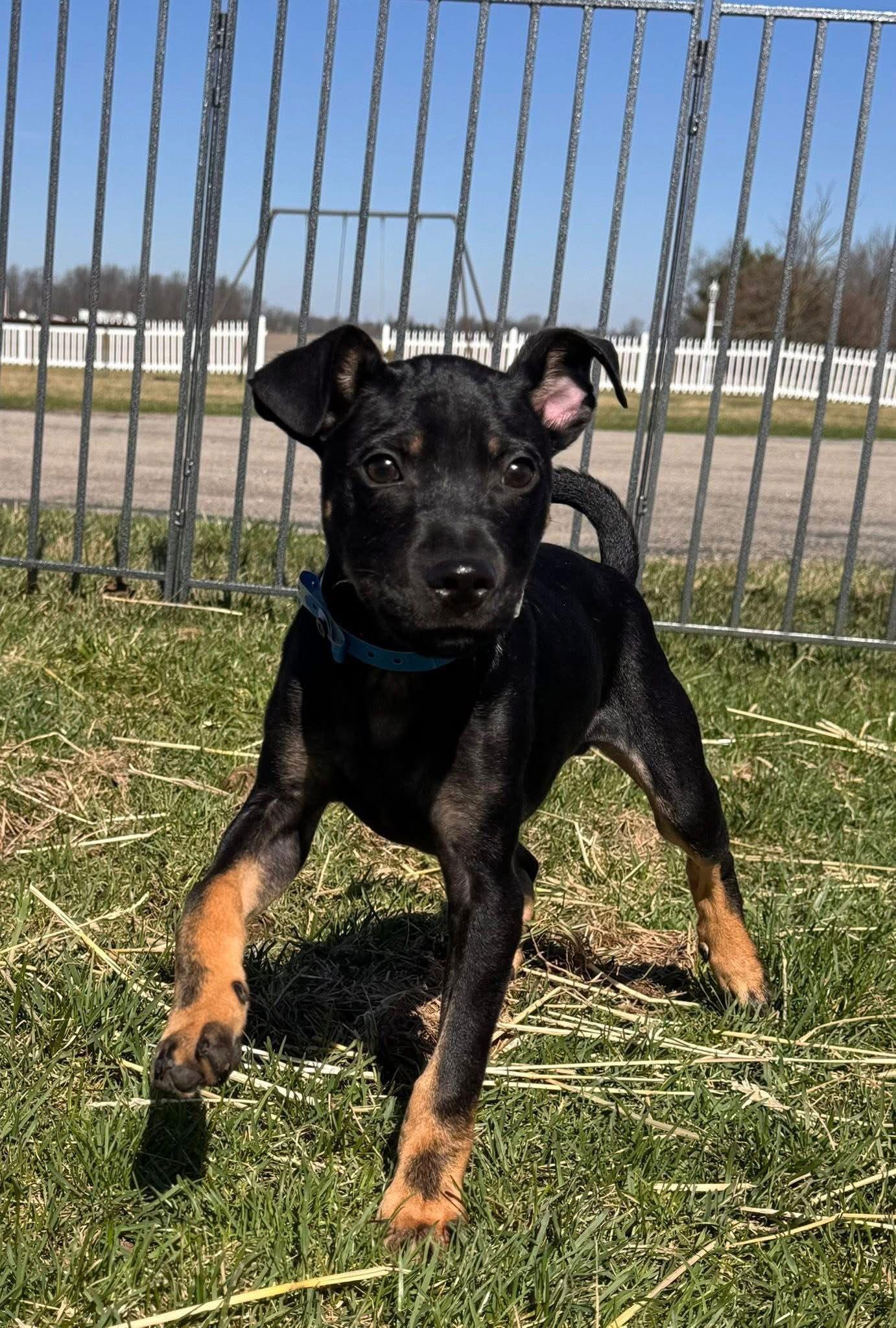 Dorian — thumbnail 2