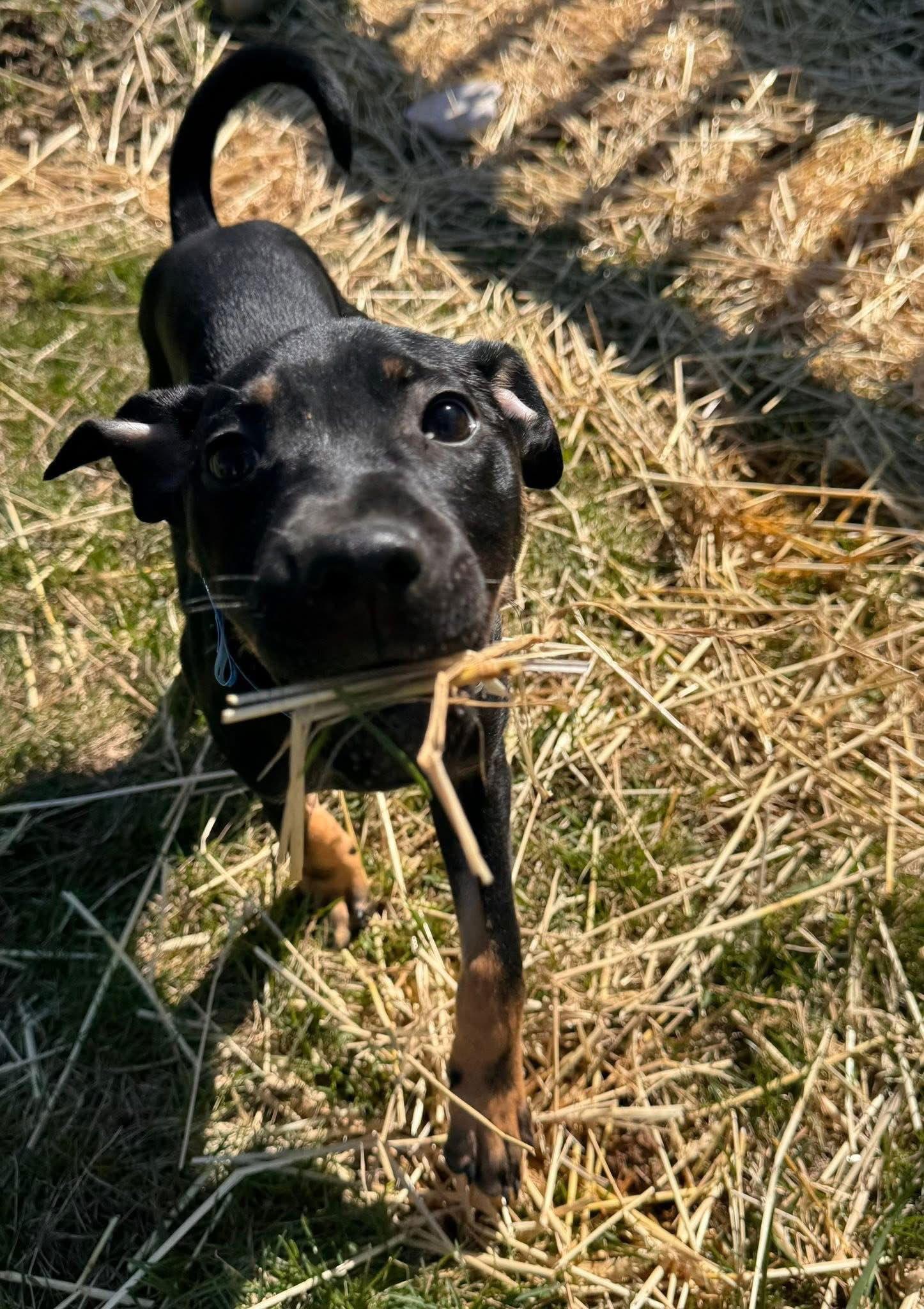 Dorian — thumbnail 3