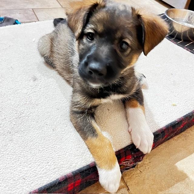 Bertie, Adoptable, Puppy Female Mixed Breed.