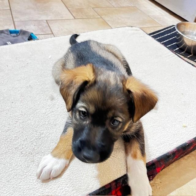 Enlarge Bertie, a Adoptable Mixed Breed in Calgary, AB image 2/3