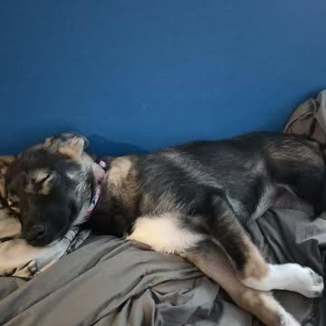 Enlarge Bertie, a Adoptable Mixed Breed in Calgary, AB image 3/4