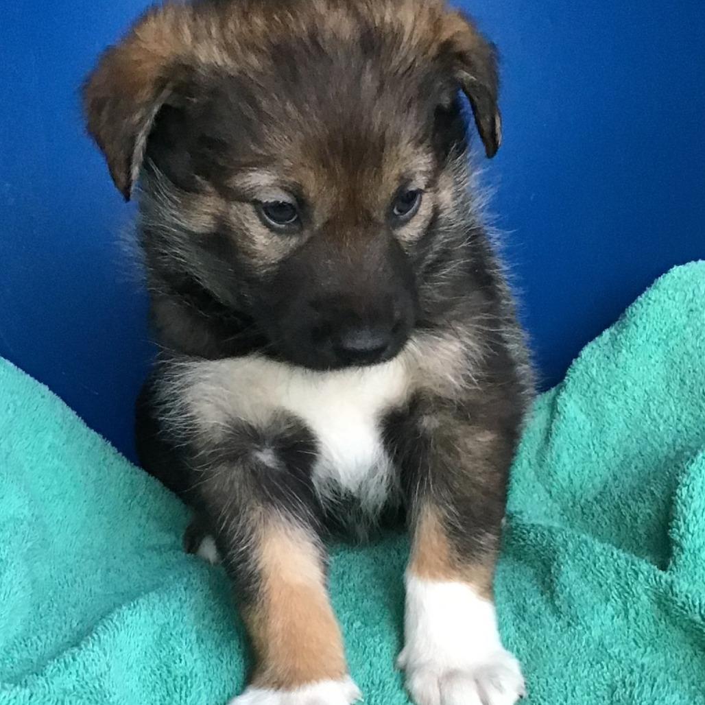 Enlarge Bertie, a Adoptable Mixed Breed in Calgary, AB image 3/3