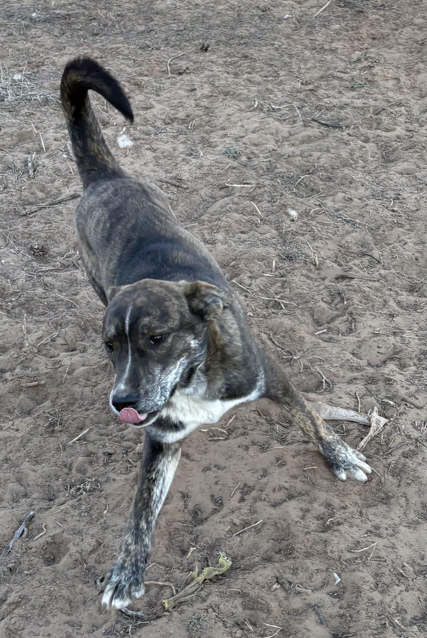 Enlarge Minikin, a Adoptable mixed breed in Albuquerque, NM image 4/4