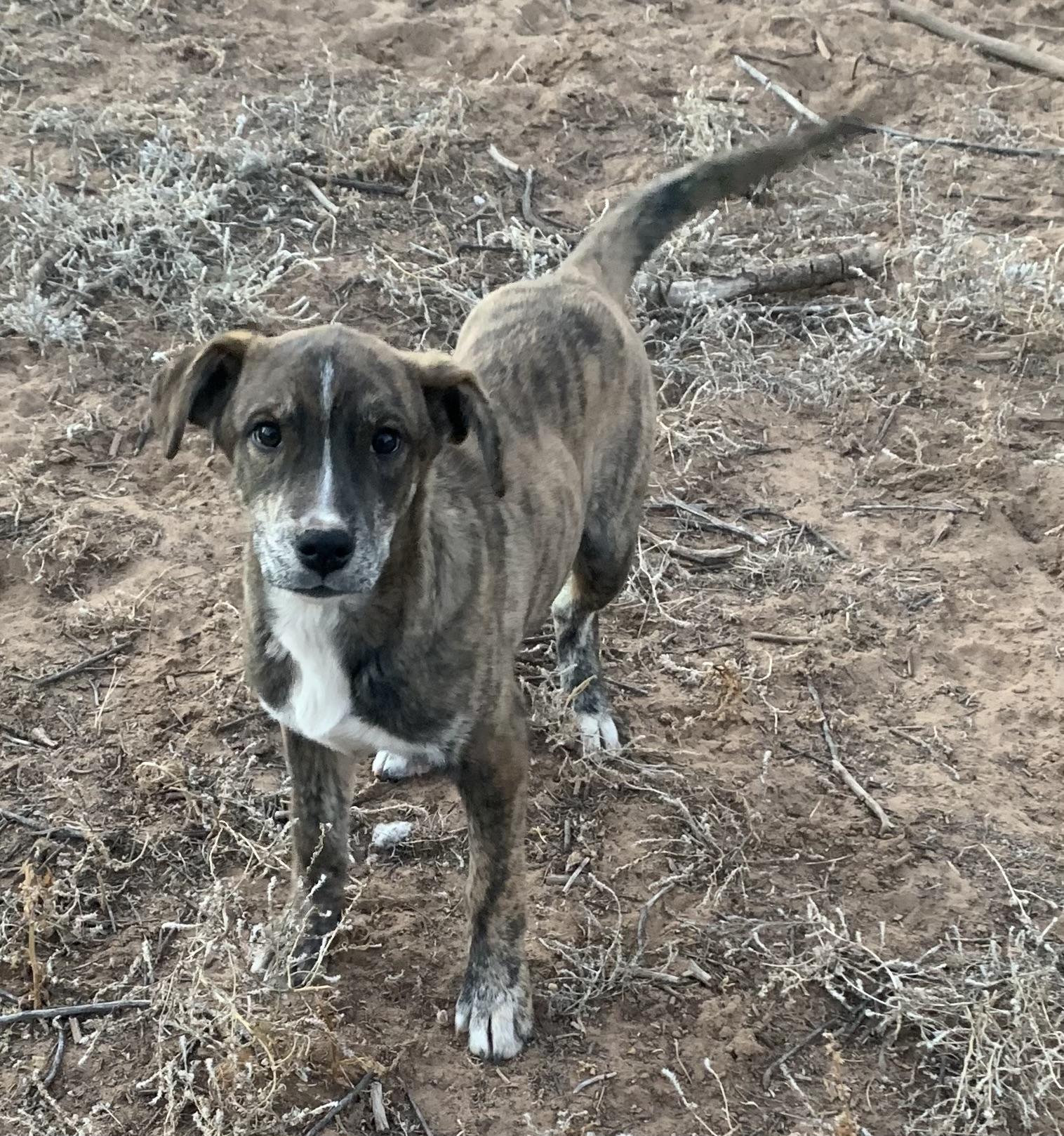 Minikin, Adoptable, Puppy Male Australian Cattle Dog / Blue Heeler & Plott Hound.