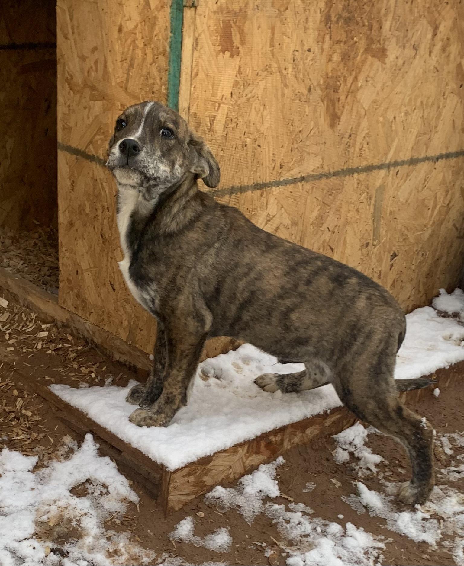 Enlarge Minikin, a Adoptable mixed breed in Albuquerque, NM image 2/4