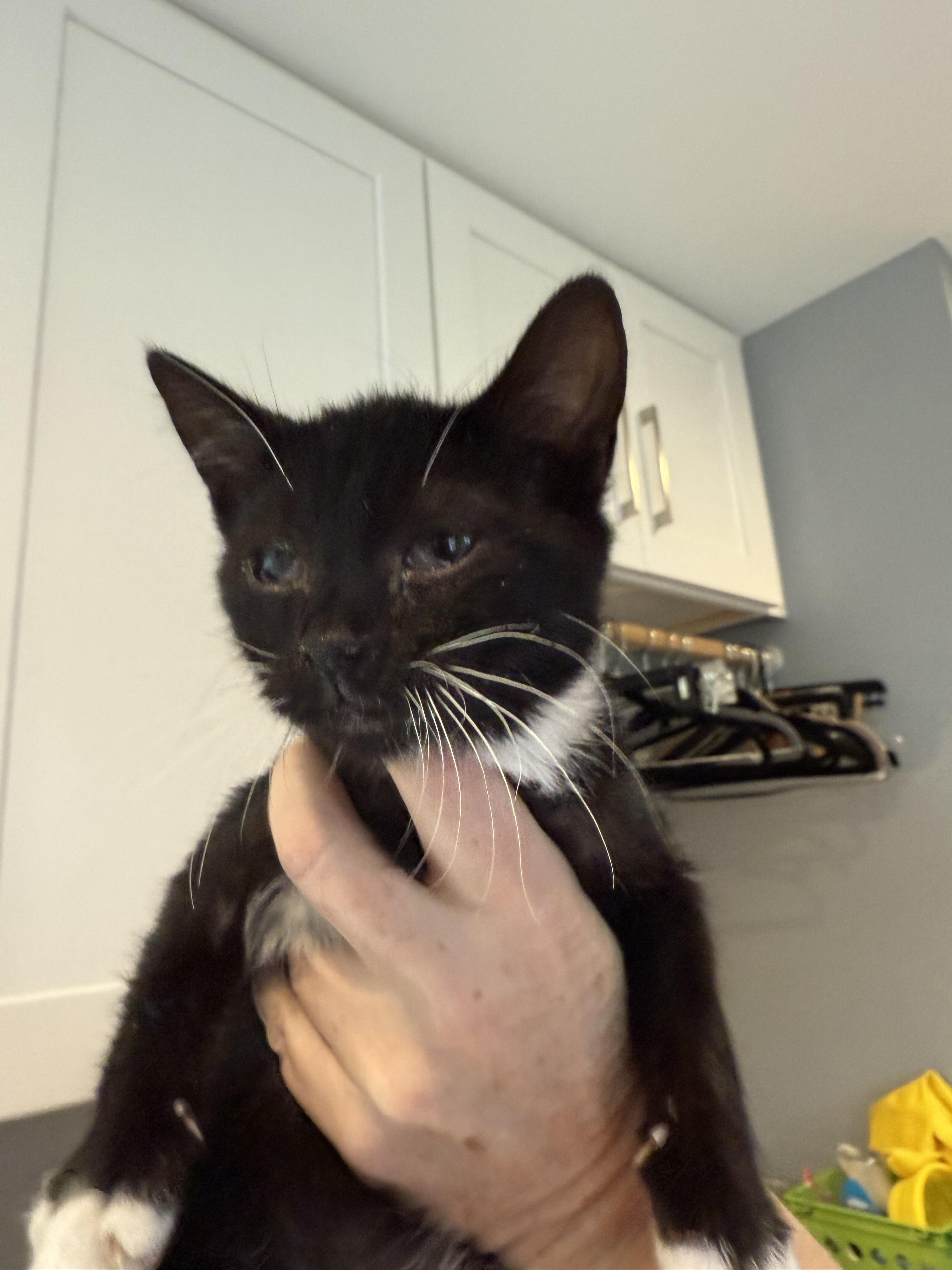 Andrew, a Adopted Domestic Short Hair in Davidson, NC image 1/2