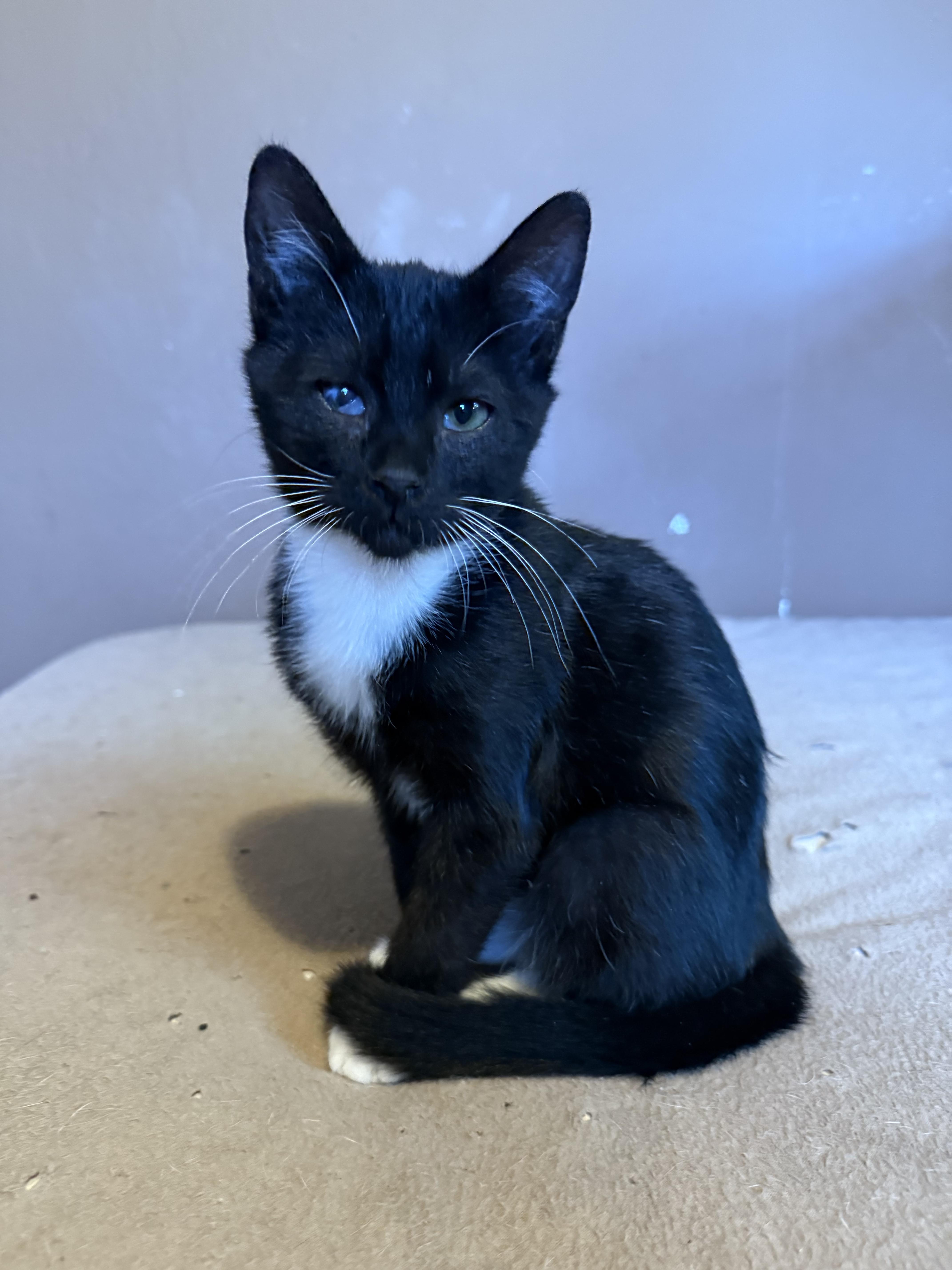 Andrew, a Adopted Domestic Short Hair in Davidson, NC image 2/2