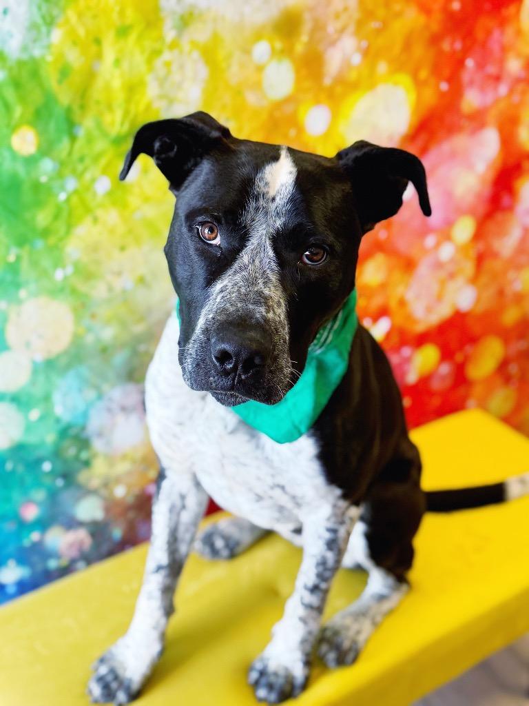 Drifter, Adoptable, Adult Male Pit Bull Terrier & Cattle Dog.