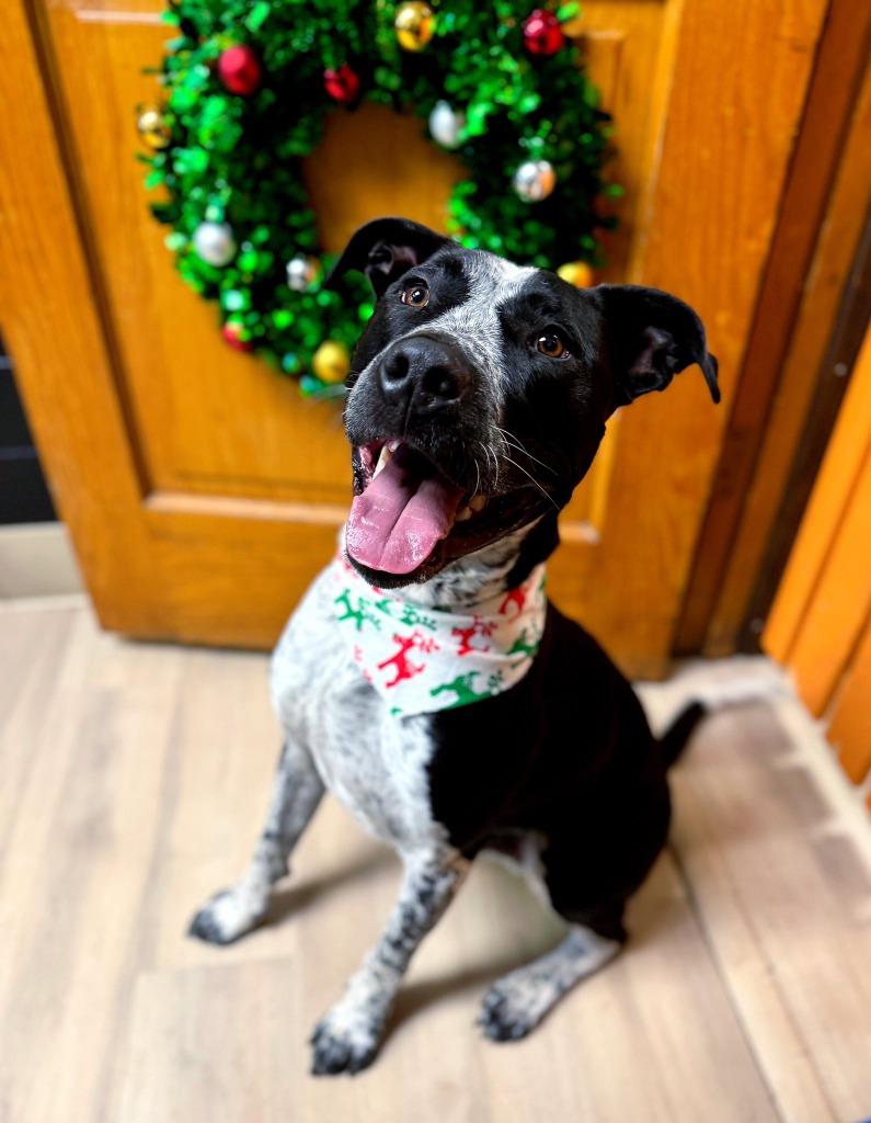 Drifter, Adoptable, Adult Male Pit Bull Terrier & Cattle Dog.