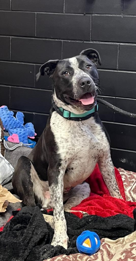 Drifter, a Adoptable mixed breed in Effingham, IL image 2/6