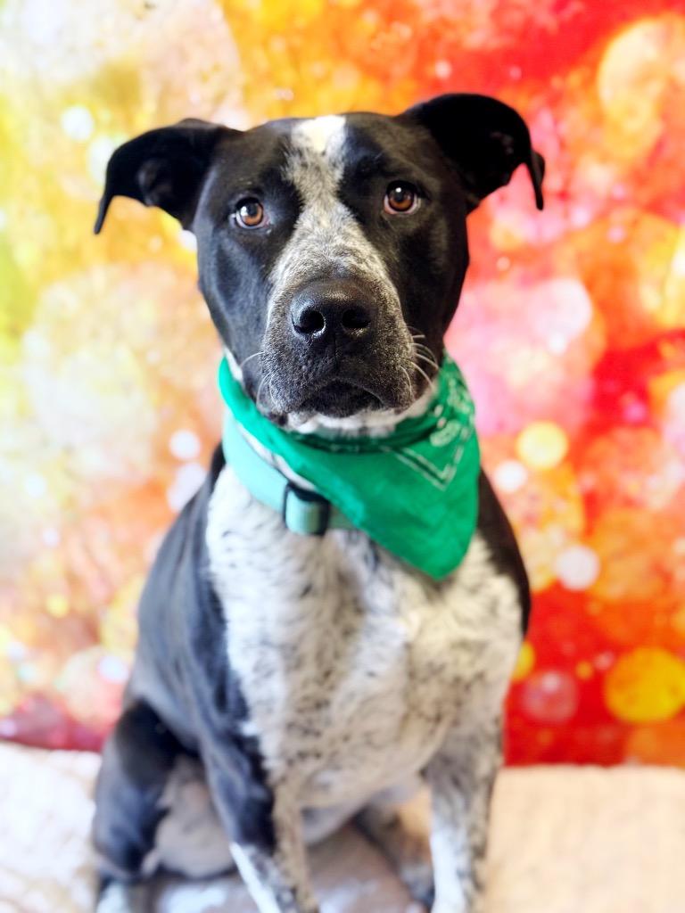 Drifter, a Adoptable mixed breed in Effingham, IL image 3/6